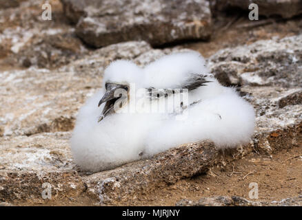 Nazca booby pulcino (Sula granti) sul nido isola Genovesa, Isole Galapagos National Park, Ecuador Foto Stock