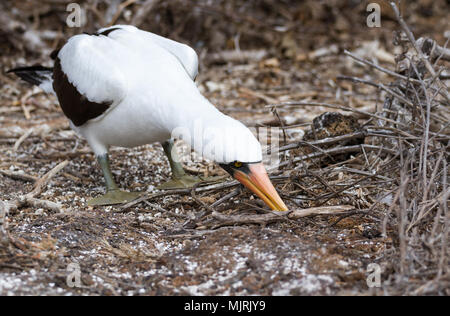 Nazca booby (Sula granti) collectng materiale di nidificazione, Genovesa Genovesa Island, Isole Galapagos National Park, Ecuador Foto Stock