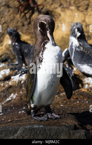 Un pinguino delle Galapagos (Spheniscus mendiculus) preening su una roccia con iguane marine in background, Isabela Island, Isole Galapagos Foto Stock