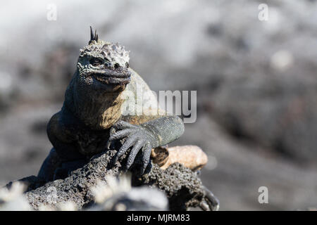 Grande maschio Galapagos iguane marine (Amblyrhynchus cristatus) sulla roccia lavica Fernandina Island, Isole Galapagos Foto Stock