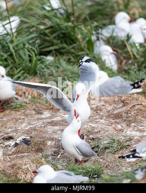 Display di accoppiamento del rosso-fatturati gabbiano (Larus novaehollandiae) in una colonia sulla penisola di Otago, Nuova Zelanda. Questi i gabbiani sono una specie in via di estinzione. Foto Stock