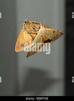 Colorata verde, arancione, giallo marrone una falena che si vedono in uno specchio Foto Stock