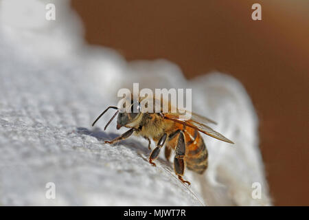 Il miele delle api o lavoratore bee extreme close up latino apis mellifera strisciando su un panno bianco in primavera in Italia Foto Stock