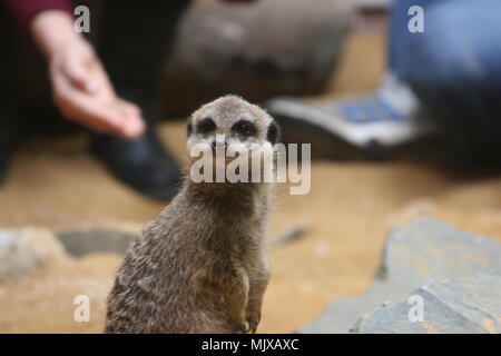 Eagle Heights Wildlife Foundation Mostra foto Foto Stock