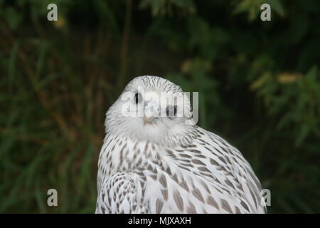 Eagle Heights Wildlife Foundation Mostra foto Foto Stock