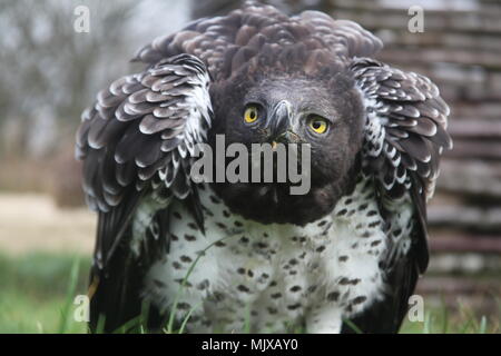 Eagle Heights Wildlife Foundation Mostra foto Foto Stock