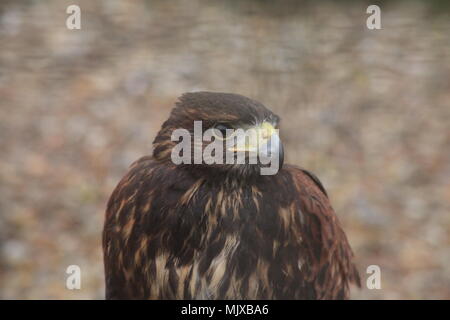 Eagle Heights Wildlife Foundation Mostra foto Foto Stock