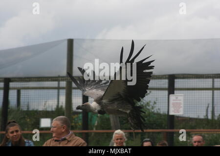 Eagle Heights Wildlife Foundation Mostra foto Foto Stock