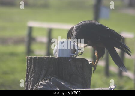 Eagle Heights Wildlife Foundation Mostra foto Foto Stock