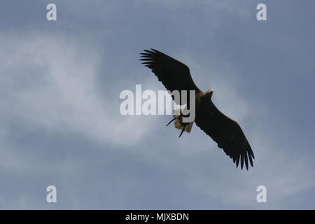 Eagle Heights Wildlife Foundation Mostra foto Foto Stock