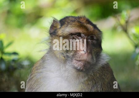 Bertuccia Foto Stock