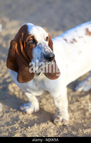 Basset Hound puppy femmine close-up. Foto Stock