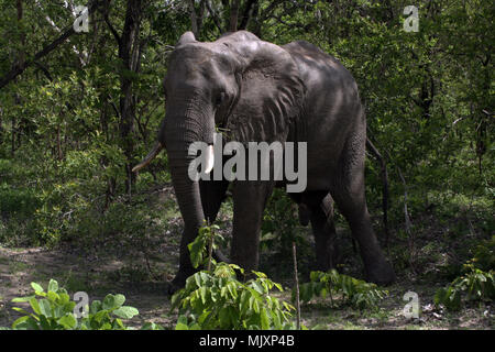 Un bush africano Elefante africano (Loxodonta africana) emergenti dal fogliame in Tanzania Foto Stock