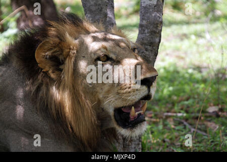 Un maschio di leone in appoggio il calore del giorno in Tanzania Foto Stock