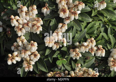 La Pieris japonica Foto Stock