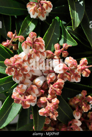 La Pieris japonica Foto Stock