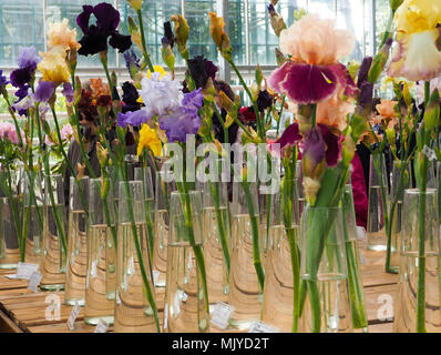 Motley iride fiori in vasi, Viola e iris gialla fiori in un vaso, impianti Foto Stock