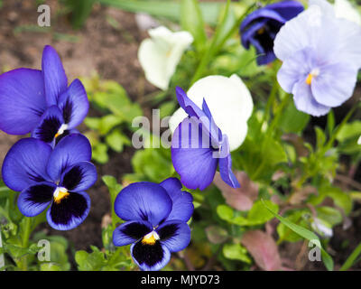 Viola cornuta, cornuto pansy, tufted pansy, campo primaverile, fiori colorati di mammola Foto Stock