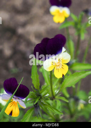 Viola cornuta, cornuto pansy, tufted pansy, campo primaverile, fiori colorati di mammola Foto Stock