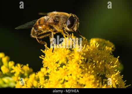 Bee, hoverfly, vespe, giardino. la fauna selvatica. Anglesey, Galles Notrh. Regno Unito. Foto Stock