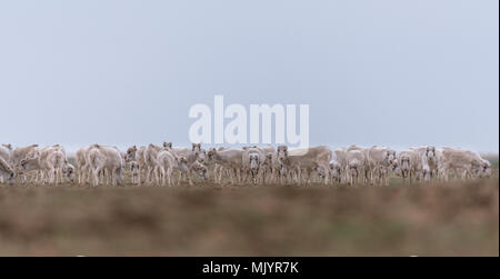 Allevamento di animali femmine durante il periodo di rut. Saiga tatarica è elencato nel libro Rosso, Chyornye Zemli (terre nere) Riserva Naturale, Kalmykia regione, la Russia. Foto Stock