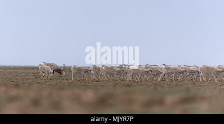 Allevamento di animali femmine durante il periodo di rut. Saiga tatarica è elencato nel libro Rosso, Chyornye Zemli (terre nere) Riserva Naturale, Kalmykia regione, la Russia. Foto Stock