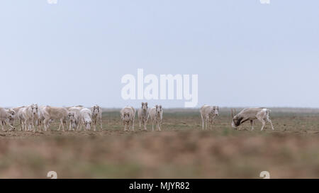 Allevamento di animali femmine durante il periodo di rut. Saiga tatarica è elencato nel libro Rosso, Chyornye Zemli (terre nere) Riserva Naturale, Kalmykia regione, la Russia. Foto Stock