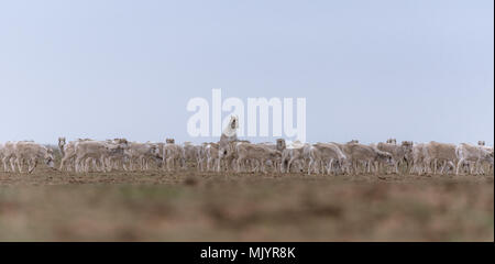 Allevamento di animali femmine durante il periodo di rut. Saiga tatarica è elencato nel libro Rosso, Chyornye Zemli (terre nere) Riserva Naturale, Kalmykia regione, la Russia. Foto Stock