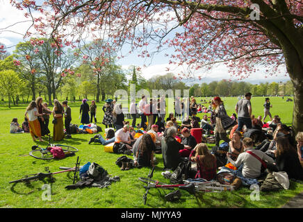 Un gruppo di persone raccogliendo sotto un fiore di ciliegio albero nei prati durante il week-end festivo di maggio. Foto Stock