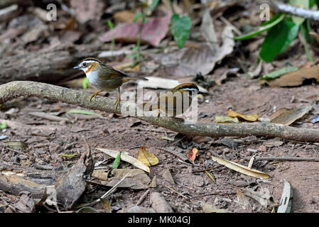 Una coppia di Rufous-throated Fulvetta (Alcippe rufogularis) appollaiato su un ramoscello vicino al suolo della foresta nel Nord Est della Thailandia Foto Stock