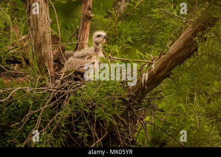 Giovani red tailed hawk (Buteo jamaicensis) nel nido, sarà un po' di tempo prima che esso è in grado di lasciare. Per ora si attende che i genitori a portare cibo. Foto Stock