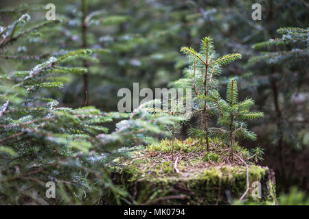 Tre piccoli abeti crescono fuori di un vecchio ceppo in una foresta di conifere, girato con una Canon 5D IV Foto Stock