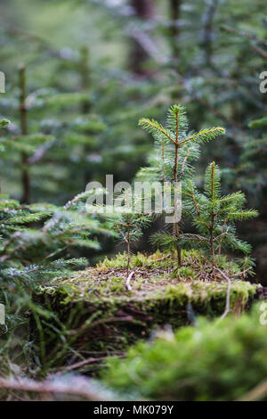 Tre piccoli abeti crescono fuori di un vecchio ceppo in una foresta di conifere, girato con una Canon 5D IV Foto Stock