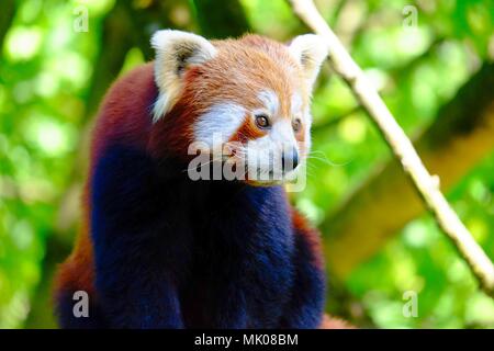 Panda rosso, un piccolo orso asiatici, salì su un albero Foto Stock