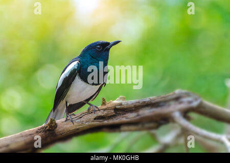 Uccello bianco e nero Oriental Magpie Robin volano gli uccelli sfondo sfocato, verde naturale Foto Stock