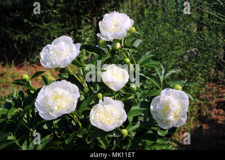 Snow-fiori bianchi con delicato tocco di colore giallo luminoso sotto il sole sulle foglie verdi sullo sfondo Foto Stock