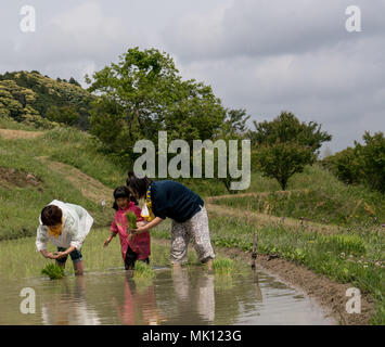 Risaie terrazzate di Oyama Senmaida sono mantenuti grazie al "sistema proprietario" che permette agli abitanti delle città di adottare piccolo appezzamento per piantare e raccogliere proprio riso Foto Stock