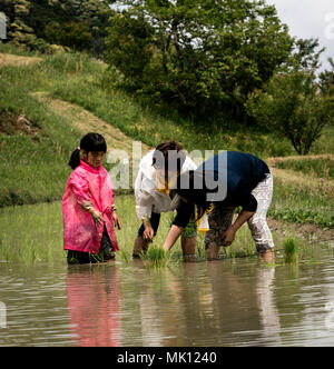 Risaie terrazzate di Oyama Senmaida sono mantenuti grazie al "sistema proprietario" che permette agli abitanti delle città di adottare piccolo appezzamento per piantare e raccogliere proprio riso Foto Stock