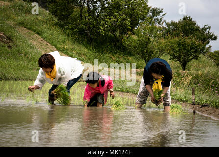 Risaie terrazzate di Oyama Senmaida sono mantenuti grazie al "sistema proprietario" che permette agli abitanti delle città di adottare piccolo appezzamento per piantare e raccogliere proprio riso Foto Stock
