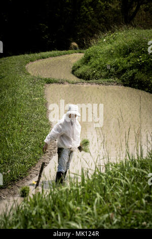 Risaie terrazzate di Oyama Senmaida sono mantenuti grazie al "sistema proprietario" che permette agli abitanti delle città di adottare piccolo appezzamento per piantare e raccogliere proprio riso Foto Stock