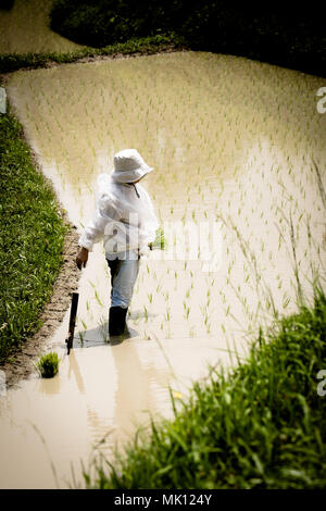 Risaie terrazzate di Oyama Senmaida sono mantenuti grazie al "sistema proprietario" che permette agli abitanti delle città di adottare piccolo appezzamento per piantare e raccogliere proprio riso Foto Stock
