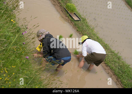 Risaie terrazzate di Oyama Senmaida sono mantenuti grazie al "sistema proprietario" che permette agli abitanti delle città di adottare piccolo appezzamento per piantare e raccogliere proprio riso Foto Stock