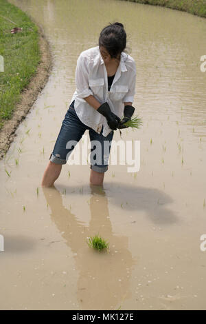 Risaie terrazzate di Oyama Senmaida sono mantenuti grazie al "sistema proprietario" che permette agli abitanti delle città di adottare piccolo appezzamento per piantare e raccogliere proprio riso Foto Stock