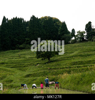 Risaie terrazzate di Oyama Senmaida sono mantenuti grazie al "sistema proprietario" che permette agli abitanti delle città di adottare piccolo appezzamento per piantare e raccogliere proprio riso Foto Stock