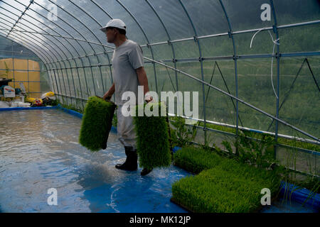 Risaie terrazzate di Oyama Senmaida sono mantenuti grazie al "sistema proprietario" che permette agli abitanti delle città di adottare piccolo appezzamento per piantare e raccogliere proprio riso. Foto Stock