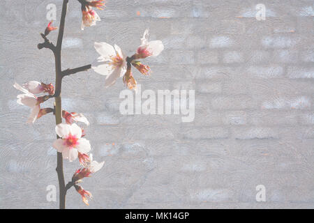 Mandorla fiori di primavera su grigio lavato un muro di mattoni texture di sfondo con strappata, vintage grungy distressed superficie. Foto Stock