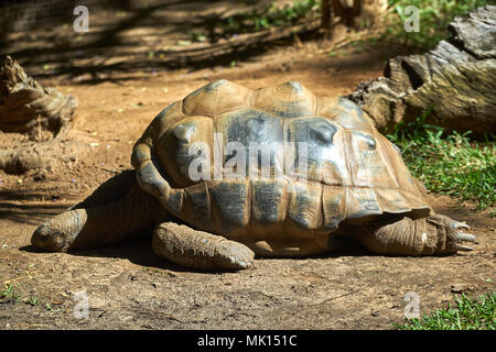 Tartaruga Aldabra in Zoo di Adelaide, SA, Australia Foto Stock