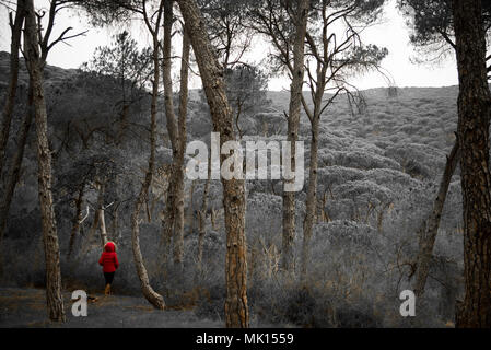 Perdersi nel bosco Foto Stock