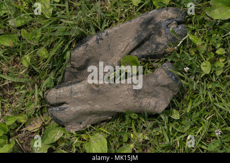 Risaie terrazzate di Oyama Senmaida sono mantenuti grazie al "sistema proprietario" che permette agli abitanti delle città di adottare piccolo appezzamento per piantare e raccogliere proprio riso Foto Stock