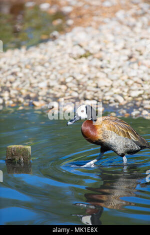 Faccia bianca sibilo Duck guadare attraverso acqua a bordo di un laghetto, London Wetland Centre, Regno Unito Foto Stock